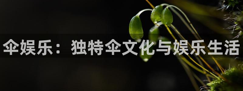 新城平台网站